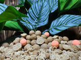 pepperspice-popups-pop-ups-15mm-oranje-kleur-bruin-carpcatchers.nl